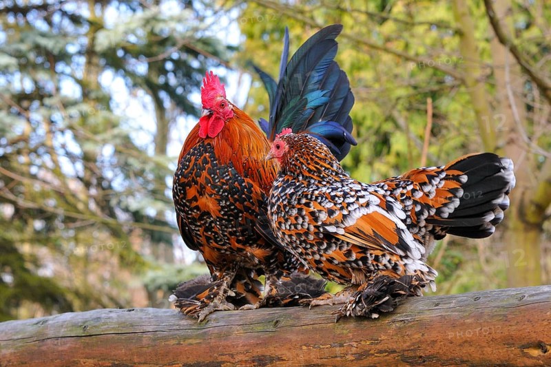 Feather-footed bantam