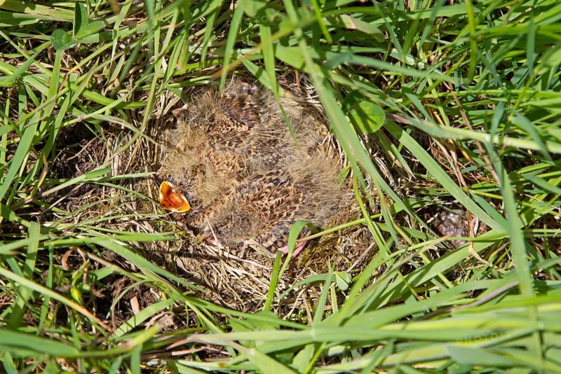 Skylark
