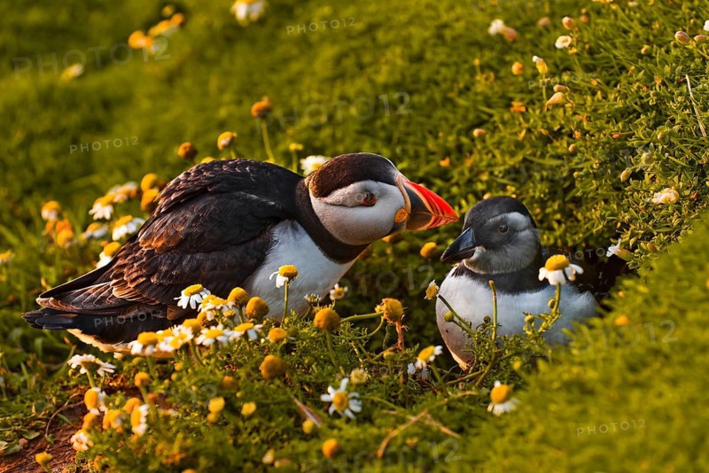 Puffin