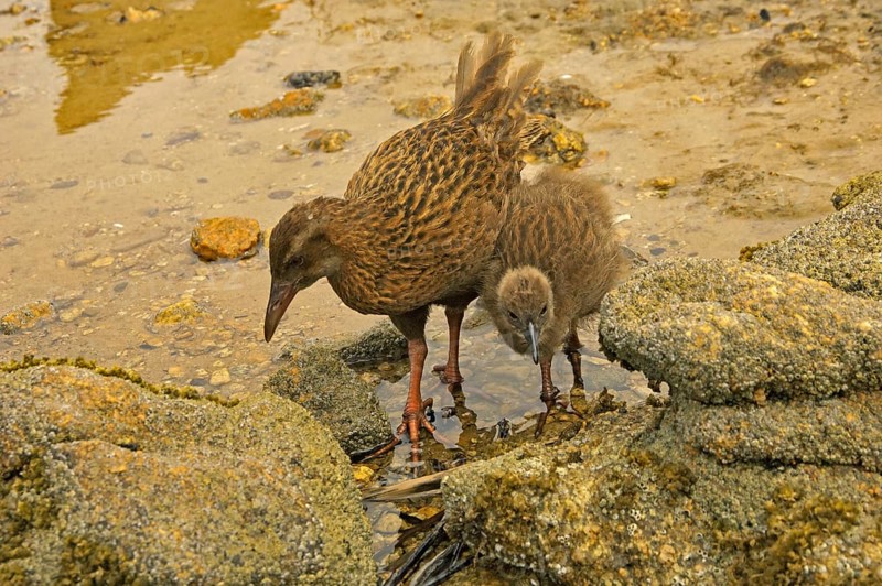 Stewart Island Weka