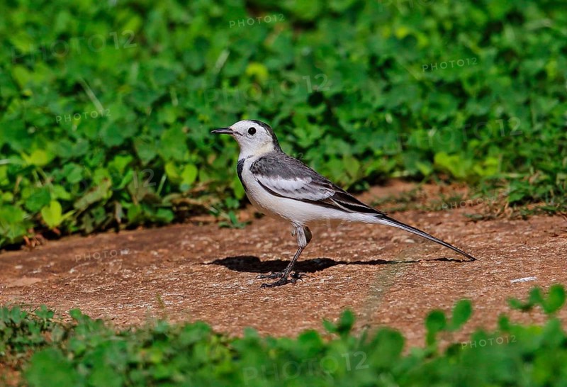 Black Wagtail