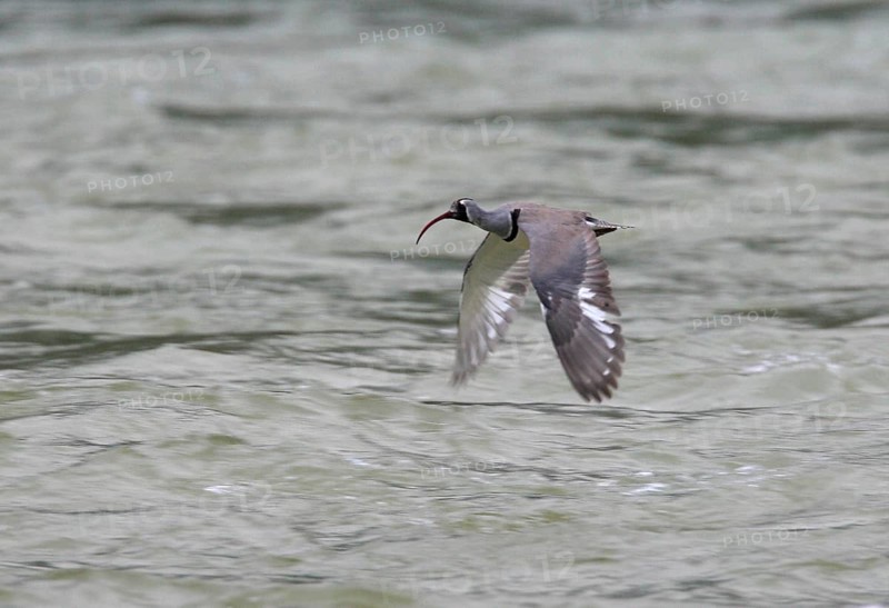 Ibisbill