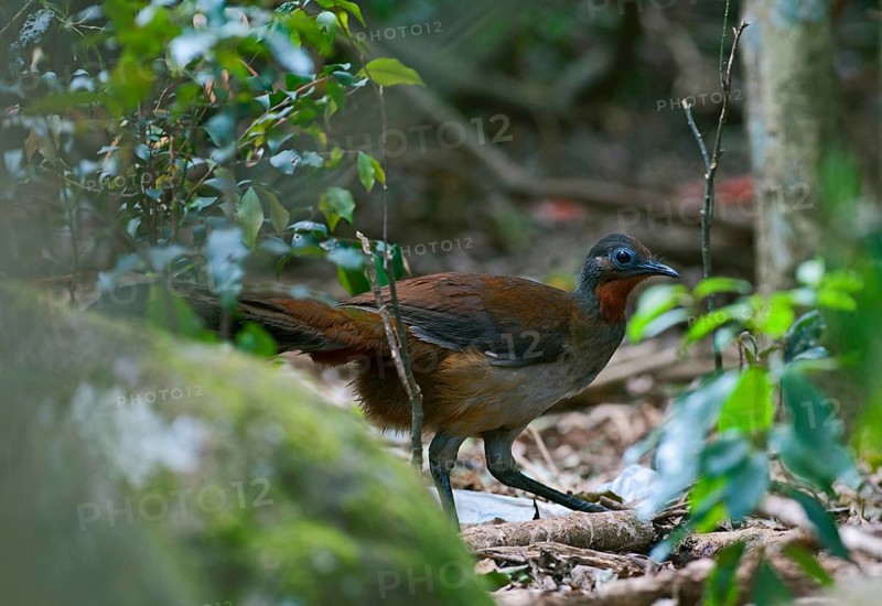 Brown-backed Lyrebird
