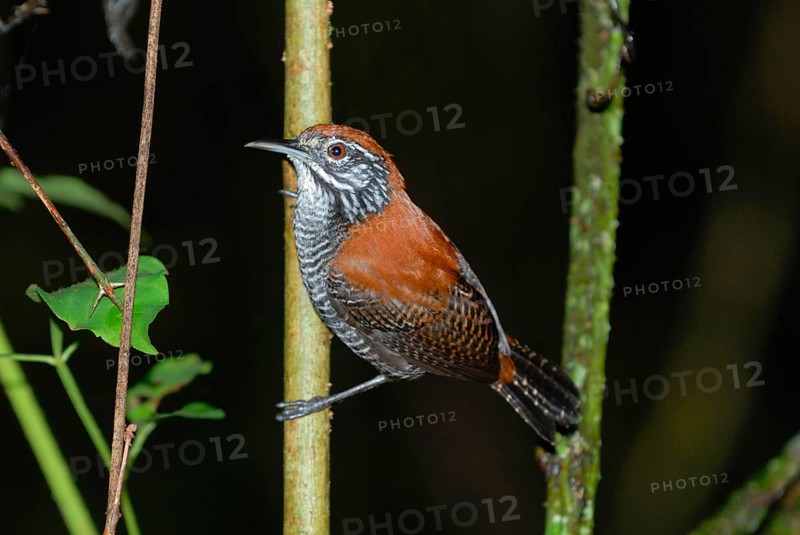 Riverside Wren