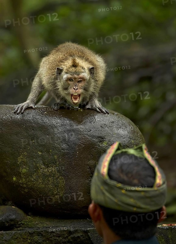 Crab-eating macaques