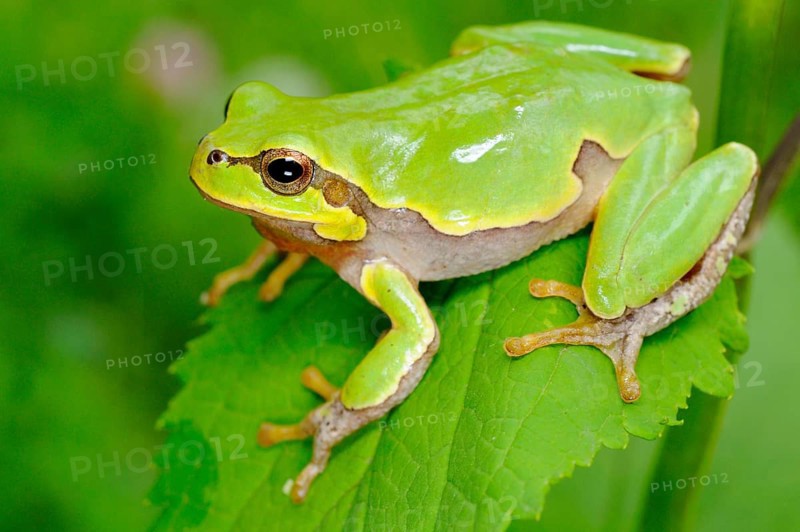 Italian tree frog