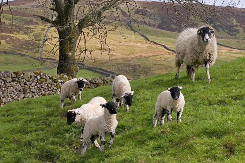 Domestic Sheep