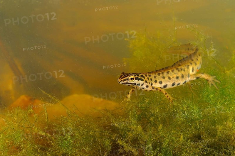 Smooth Newt