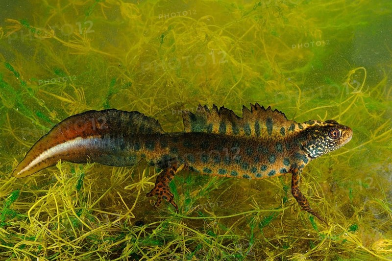 Italian Crested Newt