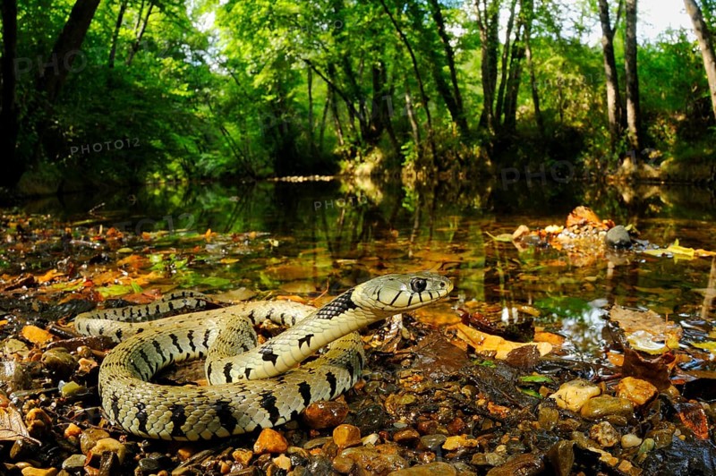 Grass snake