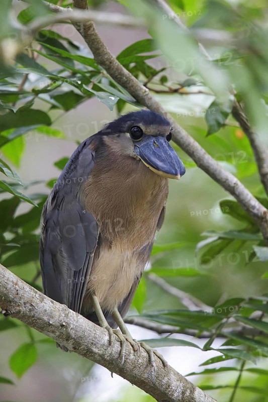 Boat-billed Heron