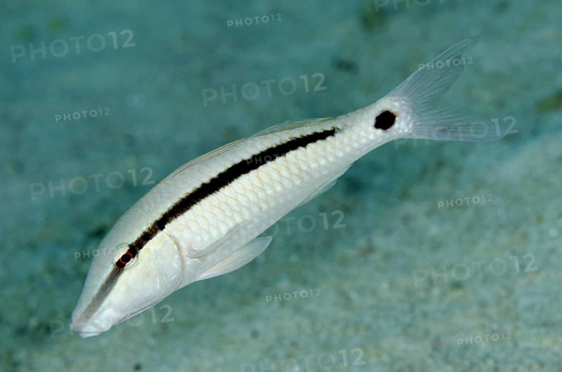 Short striped mullet