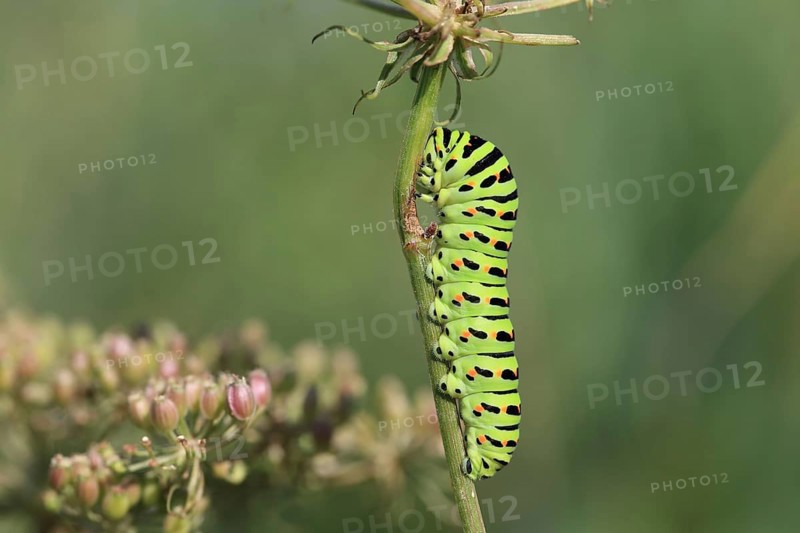 Swallowtail