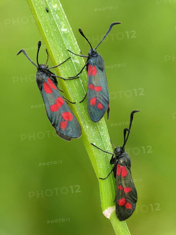 Six-spotted Burnet