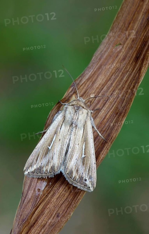 L-album Wainscot