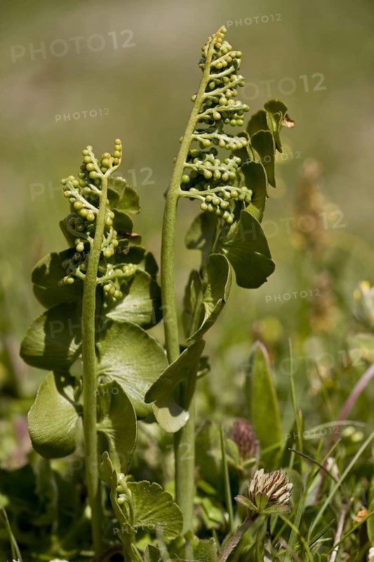 Adderstongue Fern