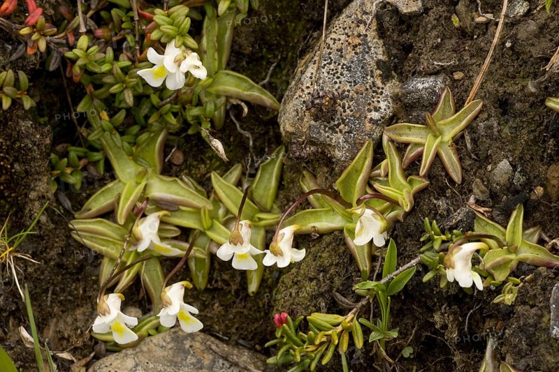Alpine Butterwort