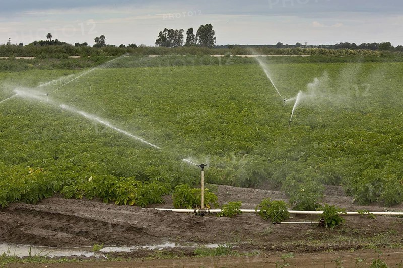 Cultivation of potatoes