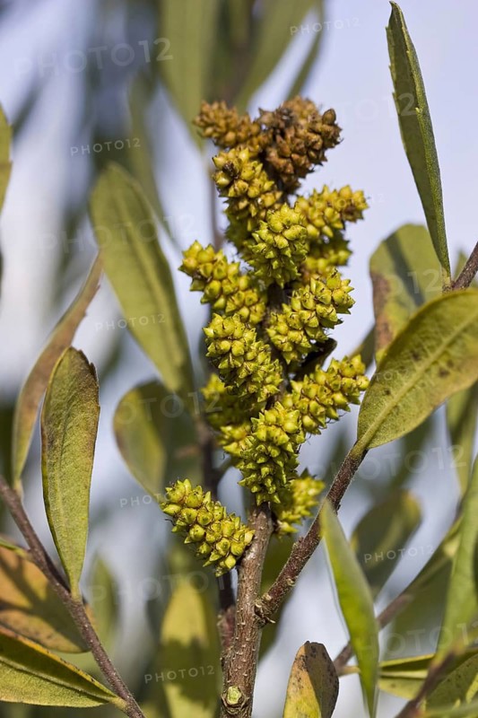 Bog myrtle