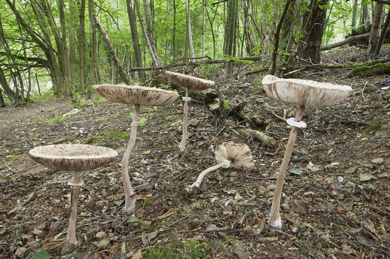 Slender Parasol