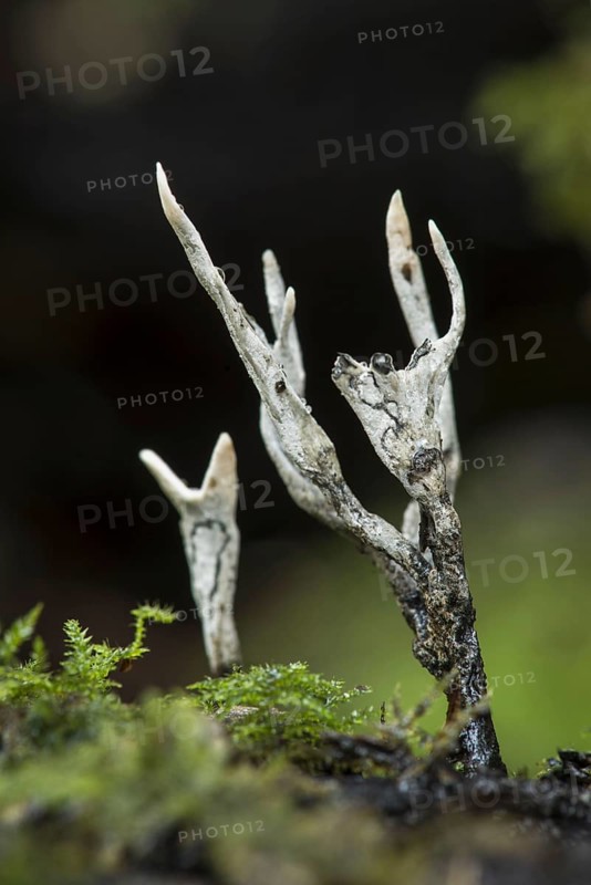 Candle snuff fungus