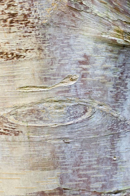 Chinese Red-barked Birch