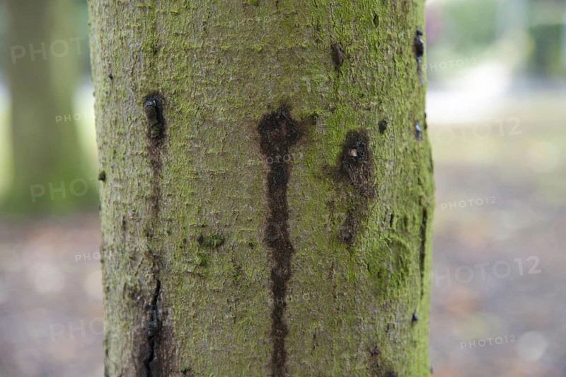 Horse-chestnut