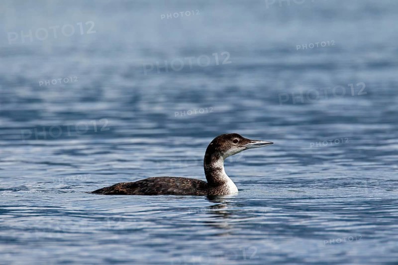 Great northern loon