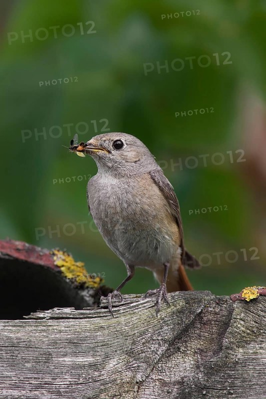 Common redstart