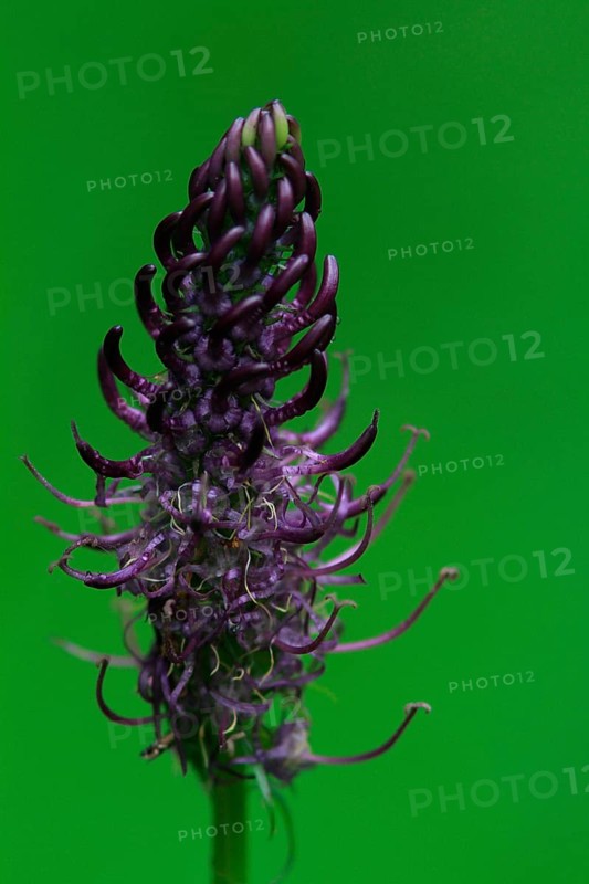 Black Devil's Claw