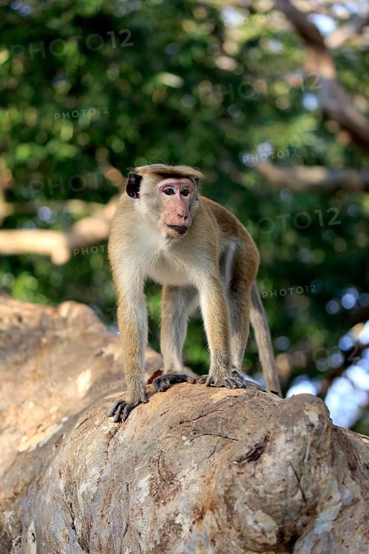 Toque macaque