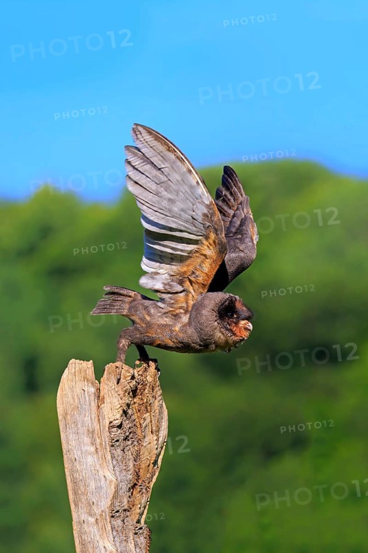 Sao Tome Barn Owl