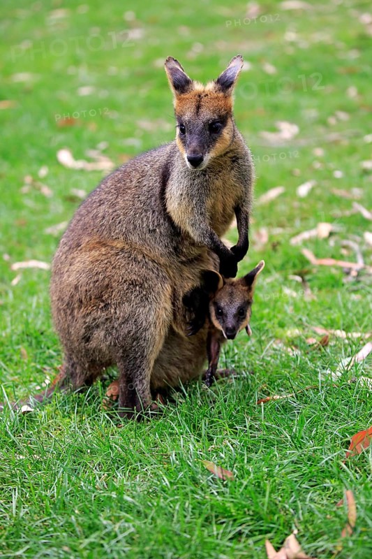 Agile wallaby