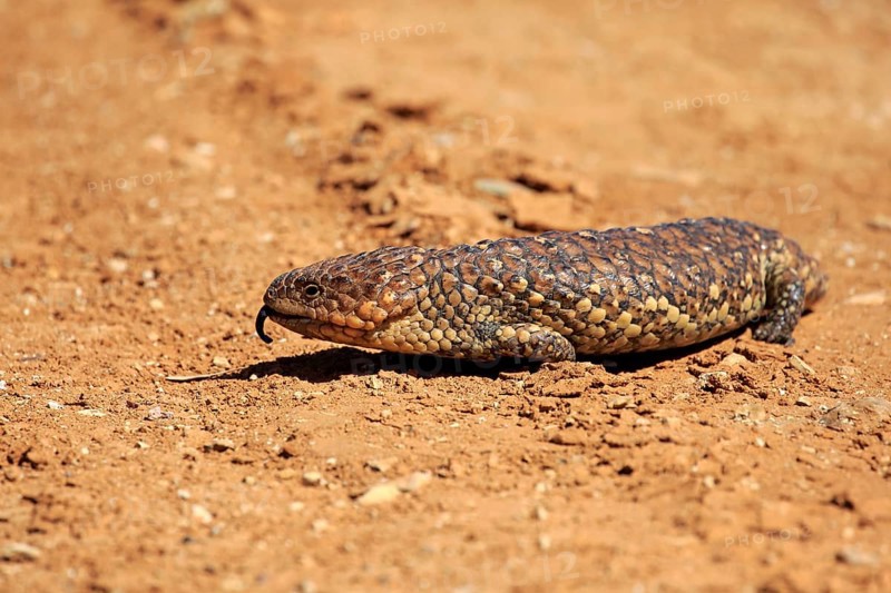 Tiliqua rugosa