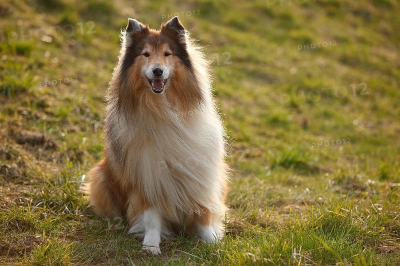 Scottish shepherd dog