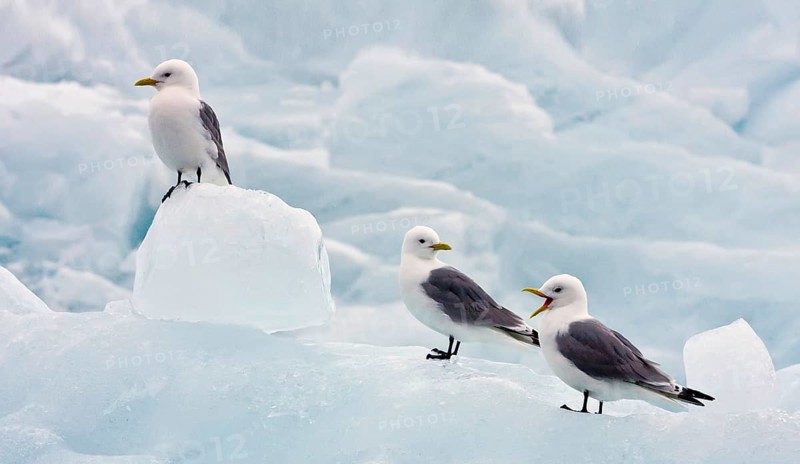 Larus tridactylus