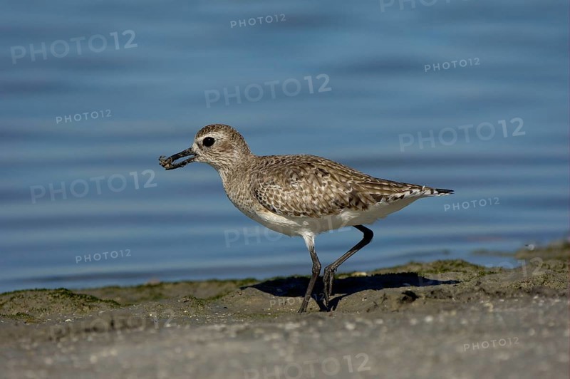 Grey Plover