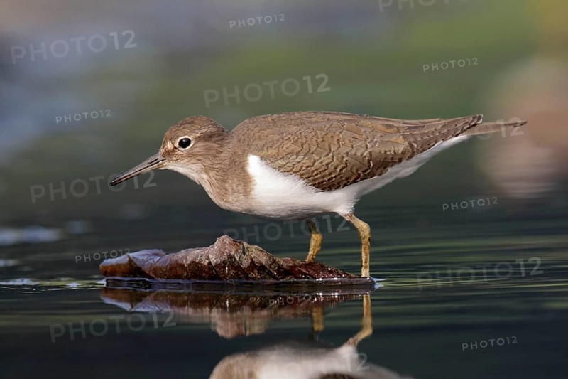 Common sandpiper