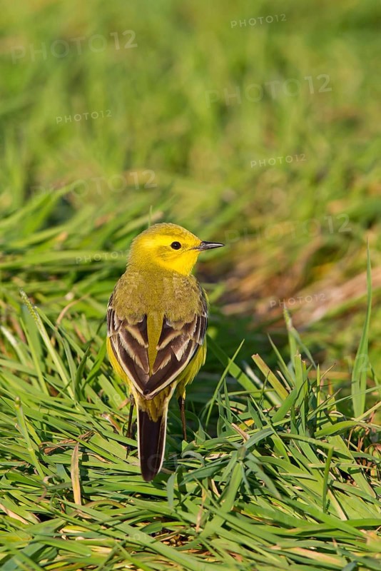 Western yellow wagtail