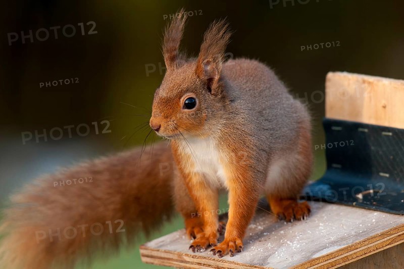 Eurasian red squirrel