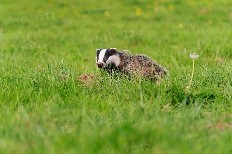 Eurasian Badger