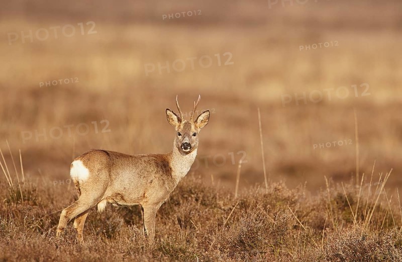 European roe deers