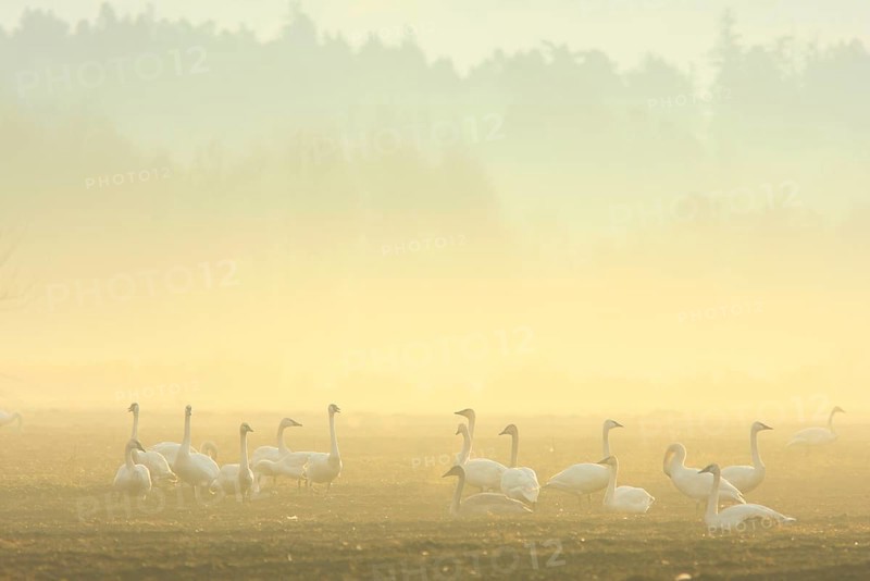 Trumpeter Swan