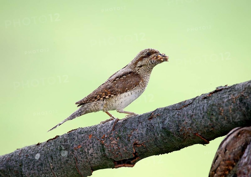 Eurasian eurasian wryneck