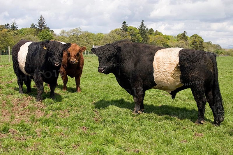 Domestic cattle