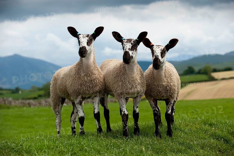 Domestic Sheep