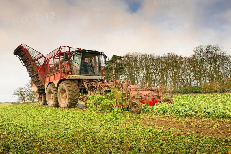 Sugar Beet