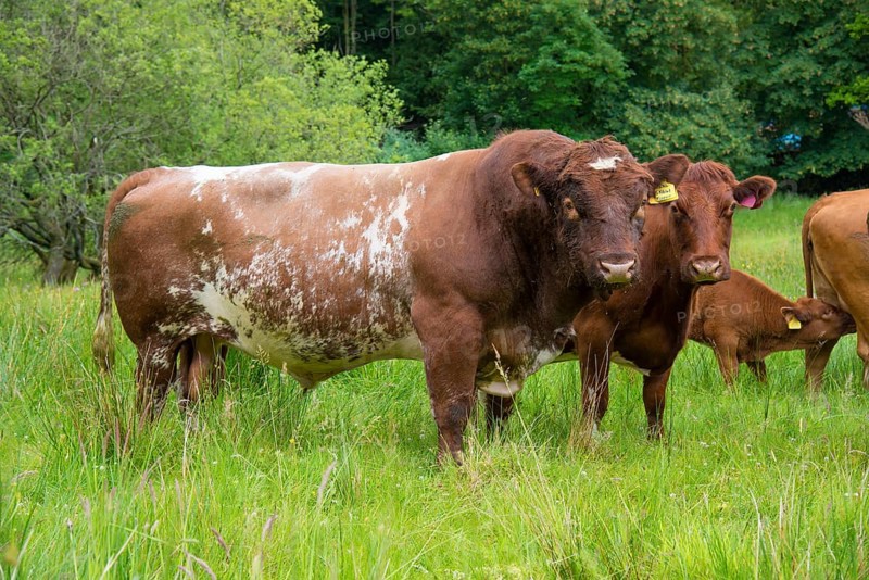 Domestic cattle