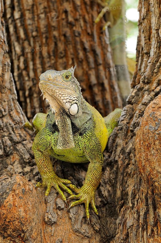 Green iguana