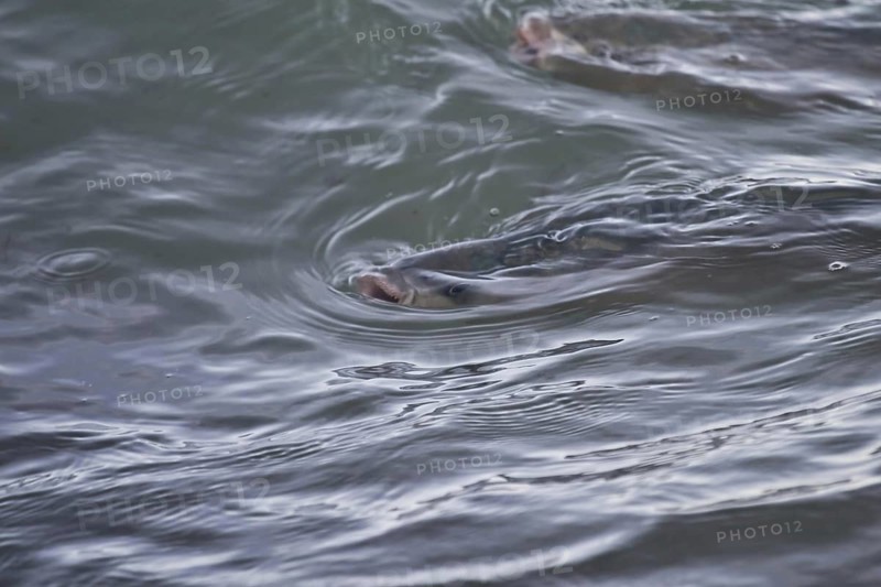 Thick-lipped Grey Mullet